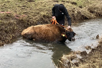 Een persoon trekt een koe uit een ondiepe waterloop.