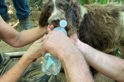 Een hond krijgt water uit een fles, omringd door handen op een bosachtige achtergrond.
