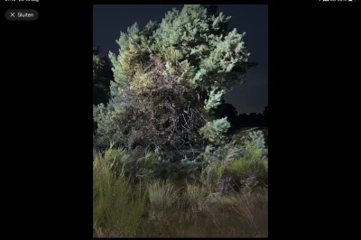 Een verlichte boom in het donker, omringd door hoge grassen en struiken.